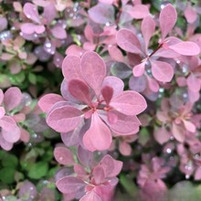 ֱN@־GľͥԺֲɫNt~С~С޻