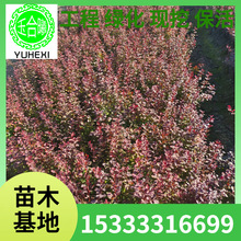 �G���@�ֹ���ˮϞ���~С�� �I�B���� �|����ľС�� ˮϞ��