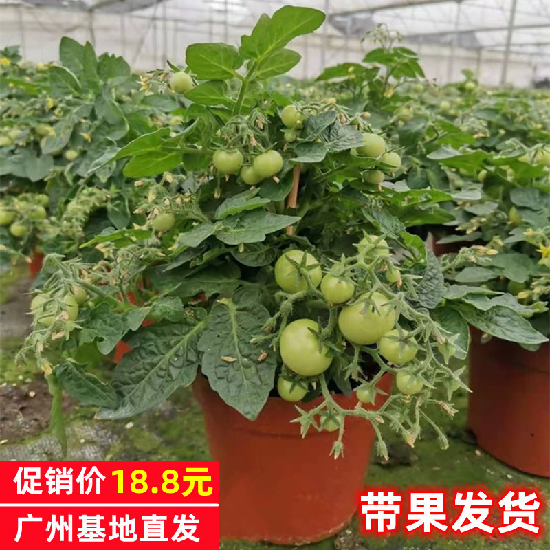 番茄圣女果盆栽矮生番茄苗带果可食用用阳台植物四季开花结果绿植