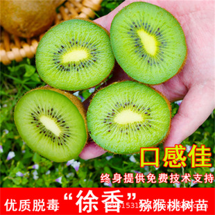 Cuixiang Kiwi Seedlings Grafted with Green Heart Kiwi Fruit Ximi No. 9 Kiwi Saplings Planted in Basins and Planted in the North and South