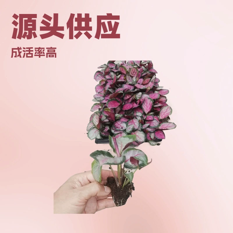 Оптовый поставщик декоративных зеленых растений для офиса и дома, рассады розового, красного, белого, облакного бамбука, таро, садовых цветов.