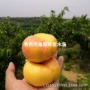 嫁接盆栽种植地栽树苗