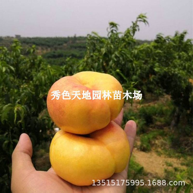 彩虹油蟠桃树苗嫁接中油蟠7-7油蟠9黄肉油蟠桃盆栽地栽南北方种植