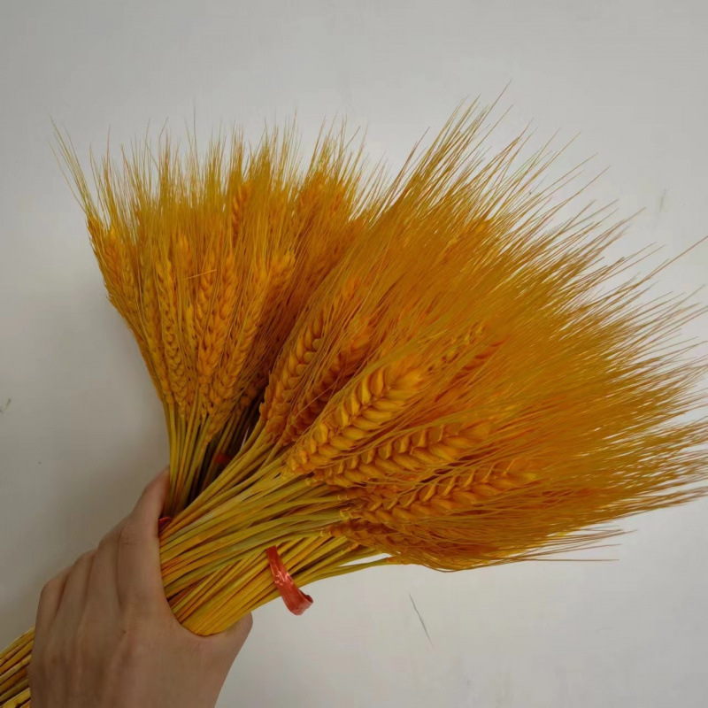 황금밀이삭 305개(50~60cm)