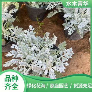 ���ݻ��ع����y�~���y�~�ݻ���ֲ���y�~�����Ԉ@�ֹ��̾G����ľ