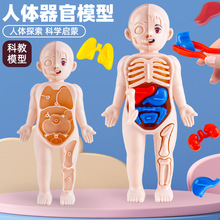 抖音网红儿童玩具男孩宝宝益智仿真人体器官结构模型科教玩具批发
