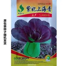 紫妃上海青種子特色紫色種子小油菜籽陽台盆栽蔬菜種子