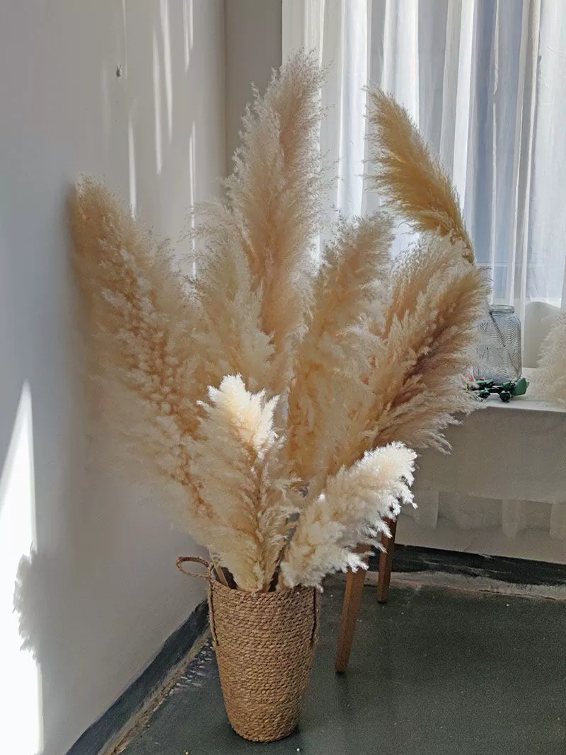 Сушёные цветы тростниковый крупный тростник pampas трава декор свадебная ландшафтная дизайн Амазон pampas града-граница натуральный реальный букет цветов