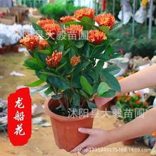 龙船花盆栽室外庭院花园室内阳台四季开花植物绣球绿植带花苞好养