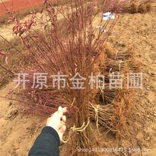 红叶李绿篱杯苗彩叶灌木耐寒红叶李树苗庭院造型树密枝红叶小苗