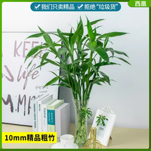 富贵竹水培植物水培粗杆发财树带根客厅绿植转运竹子花卉盆栽室内