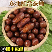 东北特产大黑蚕蛹柞蚕蛹二黄鲜活蚕蛹大茧蛹子蝉蛹油炸下酒菜包邮