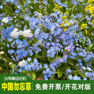 精品勿忘草种子星辰花中华勿忘我花籽可切花庭院花坛室外阳台盆栽