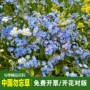 中华室外精品盆栽花籽
