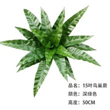 �B���ʾGֲ����ާ�ֲ����ާ�ݲ�˹�ݷ���ֲ�����ԾӼҺ��^��