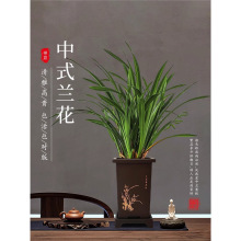 浓香兰花盆栽墨兰企黑报岁兰宽叶兰花苗素心白墨客厅阳台绿植花卉