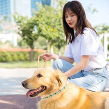 狗狗驱虫项圈猫咪驱蚊猫圈除蚤去防虱子螨虫除跳蚤药颈圈宠物用品