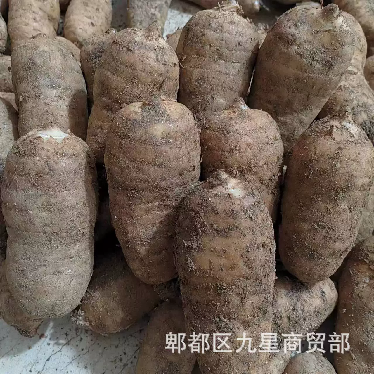 В настоящее время продается свежий Gastrodia Elata, малый и средний размер, большая электронная коммерция, рыночная база цзянху, большой объем отгрузок