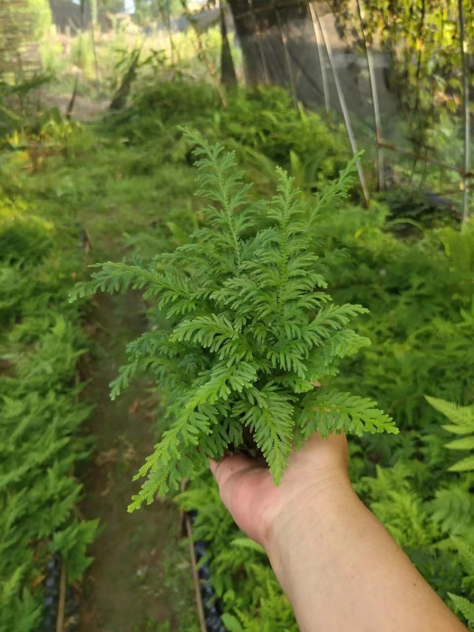 吸水石植物上水石假山绿植水陆缸雨林缸生态缸造景苔藓微景观材料