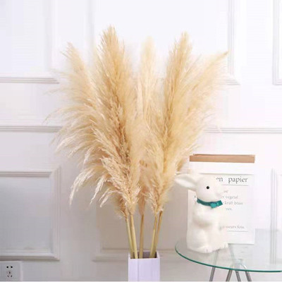 大芦苇灰色净色大蒲苇ins欧美风轻奢壁炉装饰用高端亚马逊跨境热