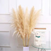 大芦苇灰色净色大蒲苇ins欧美风轻奢壁炉装饰用高端亚马逊跨境热|ru