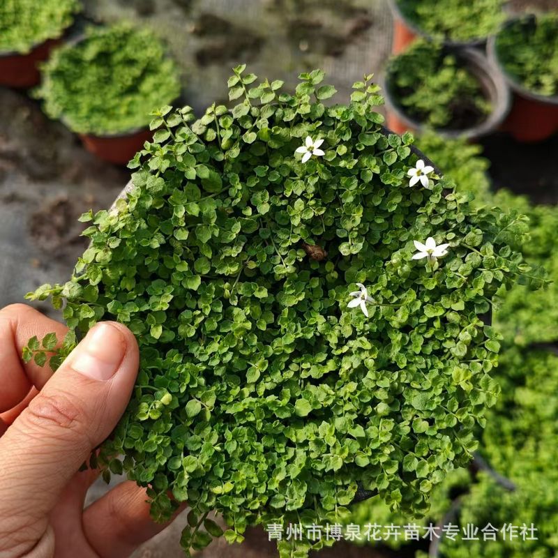 新西兰半边莲 绿化工程覆地效果好 白色小花半边莲 庭院绿化草