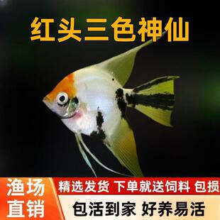 �t�^��ɫ���ɟᎧ�~��ɫ�����~��ɫ�����~�����ʯ��؈�^�p�~���w