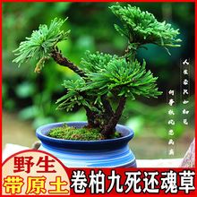九死还魂草卷柏绿植小盆栽室内外阳台庭院假山造景不死草植物盆景