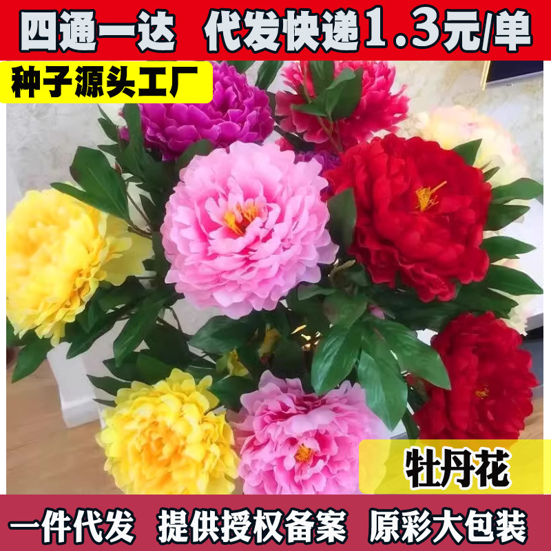 洛阳牡丹花种子四季盆栽洋松叶大花重瓣牡丹芍药种子芍药树苗混色