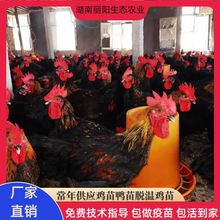 出售鸡苗活体快大黑鸡苗孵化场直卖易活好养免费提供养殖技术指导