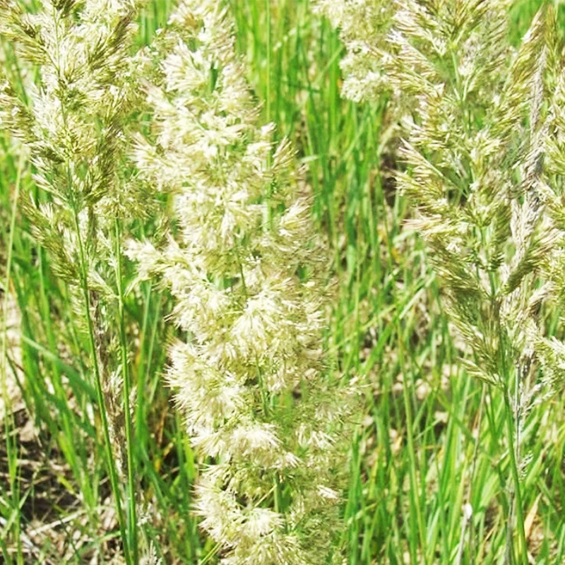 База оптом пастбище щеточная трава Кальфу щеточная трава саженцы Семейные садоводческие растения озеленение щеточной травы