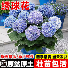 ���������Ի���ֲ���҃ȶ༾�_�������������׳ɻ���紺��ͥԺ