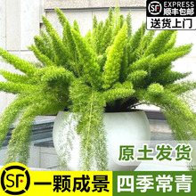 狐尾天门冬盆栽办公室内桌面摆放绿植物客厅阳台四季好养耐寒花卉