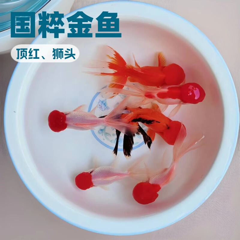 Red-Headed Goldfish Live Ornamental Fish Red-Headed Cap Fish Red-Headed Cold Water Fish Freshwater Fish Pet Fish Easy to Raise and Durable