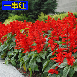 һ���t�ͺ��׻��ļ����Ի��Ѵ����t�ߗU���U�҃��⻨�N�ӻ��N����