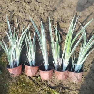 [Wholesale at the Base] Mosaic Jade Cicada Flower/Flower Calamus/Purple Flower Iris/Aquatic Plants/Comprehensive Varieties