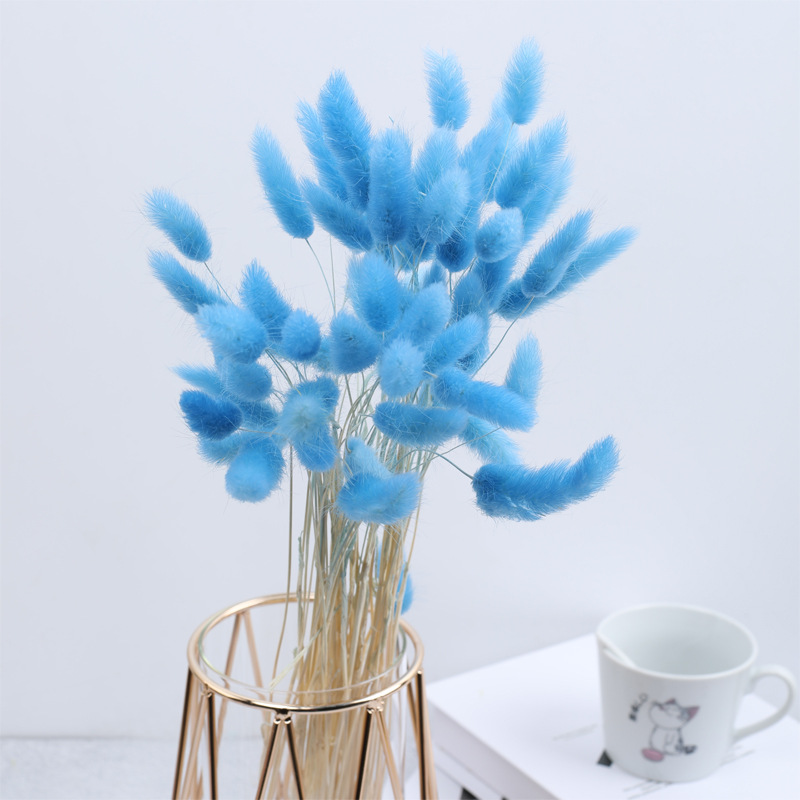 짙은 남색 토끼꼬리풀