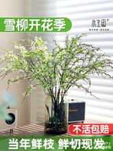 干枝雪柳鲜枝水养吊钟水培植物绿植龙柳大型盆栽枯木逢春干支重瓣