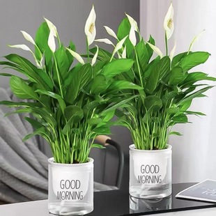 [Shoot One and Two] White Palm Potted Plants Have Smooth Sailing, Hydroponic Plants Are Easy to Grow Indoors, Florals Are Grown in Water and Bloom in All Seasons