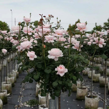 瑞典女王棒棒糖树状月季花树苗特大花玫瑰四季阳台庭院浓香绿植物