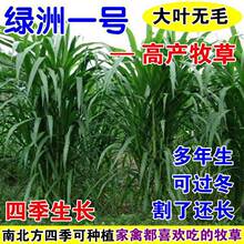 �ͺ��G��һ̖���ݷN���ļ������������ݷN��ιţ���i�~�ݷN���Bֳ