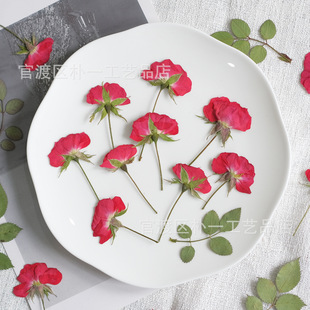 Rose Side Pressed Rose Flower Pressed Flower Toddler Teaching Plant Specimen Material Glue Dried Flower Mobile Phone Case DIY