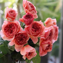 ���羳��؛���W���¼����N�ӻ���ֲ���ļ��_���N�Gֲ���ܷN�׷N��