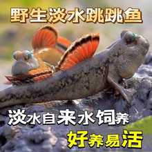 弹涂鱼跳跳鱼活鱼淡水滩涂鱼水里养的宠物红鳍挖洞鱼好养耐养观赏