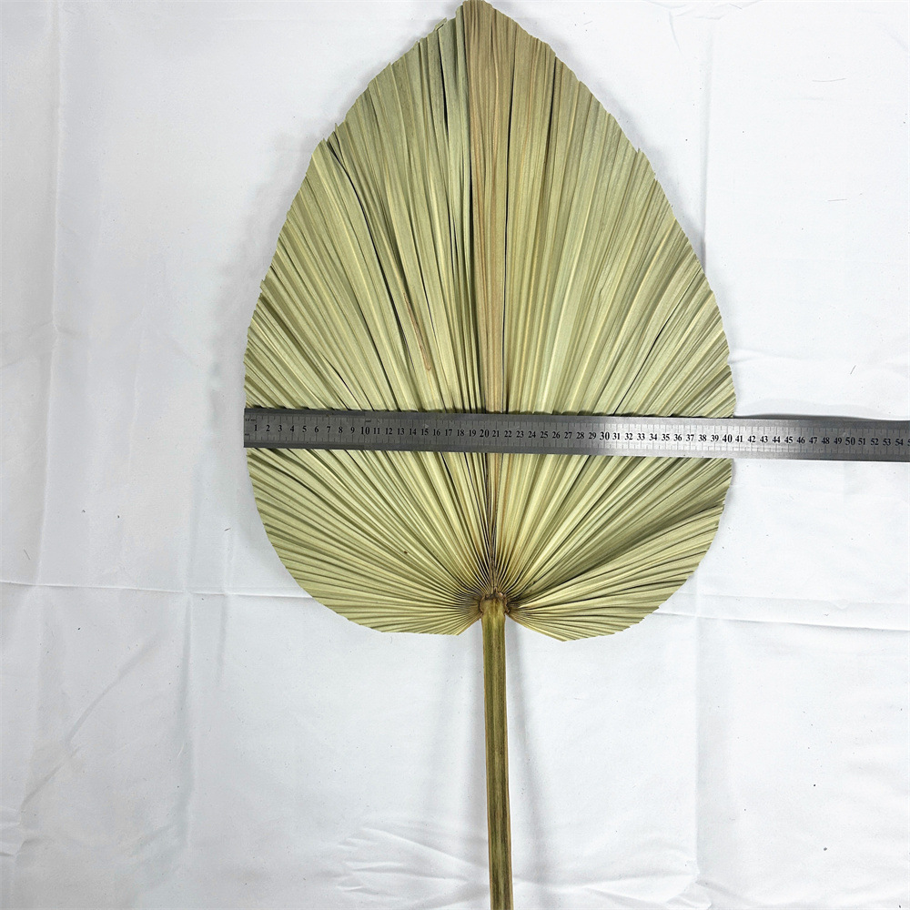 Fuente de la fábrica flor seca hoja de cola hoja de palma color primario planta girasol hoja ventilador decoración suave decoración de la boda centro comercial adornos