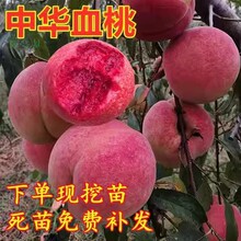 桃树果苗嫁接地栽新品种桃树苗南方北方种植早熟特大冬桃水蜜桃苗
