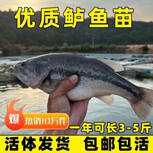 半斤加州鲈鱼苗可食用大口黑鲈路亚凶猛肉食淡水鳜鱼苗特大养殖小