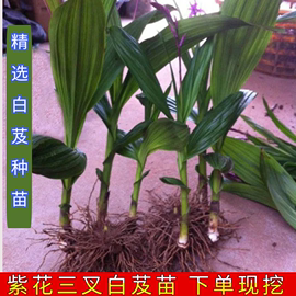 新鲜白芨种苗现挖紫花三叉白芨材白芨苗种植盆栽小白及苗包邮