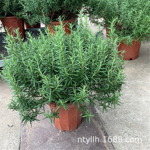 �Ե��������� �N������������Ի��� �̨ͥԺ����Ȥζ���ֲ��