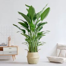 B;GֲԿ͏dͺBo˾Gֲ